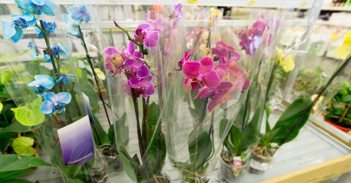 Где Купить Орхидеи В Омске