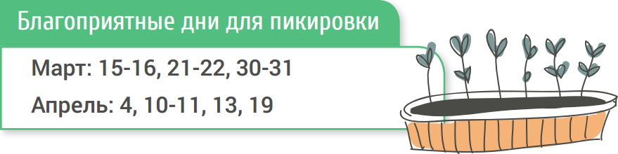 Удачные дни для пикировки в апреле. Благоприятные дни для пикировки. Благоприятные дни для пикирования рассады. Благоприятные дни для пикировки рассады в марте. Благоприятные дни для пикировки рассады помидор.