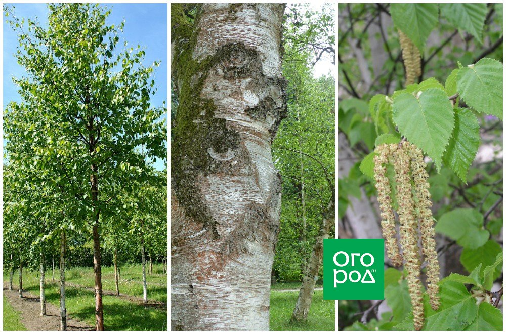 Береза какой вид дерева. Betula papyrifera. Береза бумажная Betula papyrifera. Береза бумажная (Betula papyrifera Marsh.). Береза белая сорт.