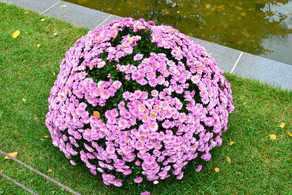 Хризантемы шаровидные фото