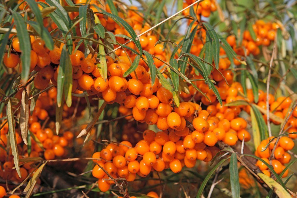 Sea buckthorn перевод. Облепиха куст. Облепиха дерево. Sea Buckthorn. Облепиха в саду.