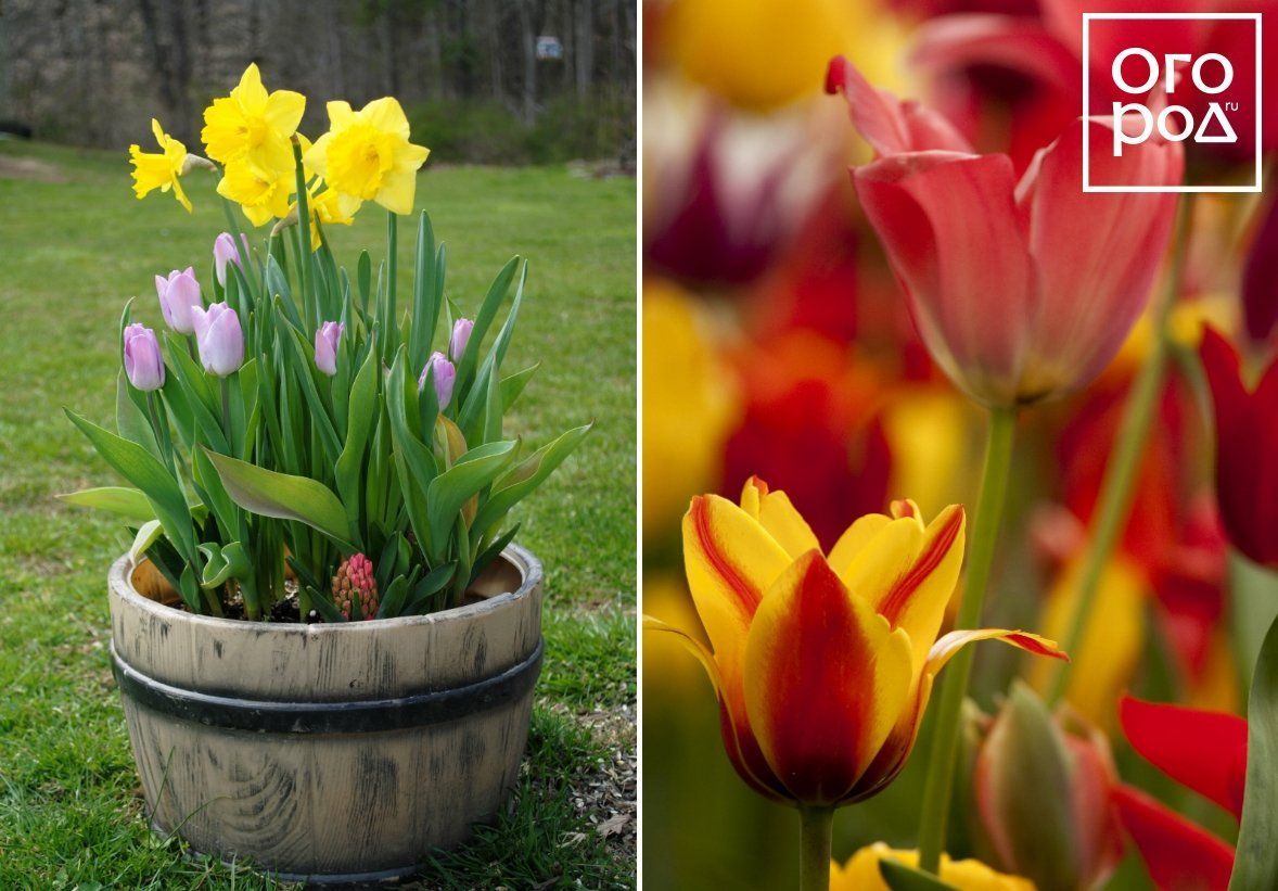 Как красиво посадить тюльпаны и нарциссы вместе фото