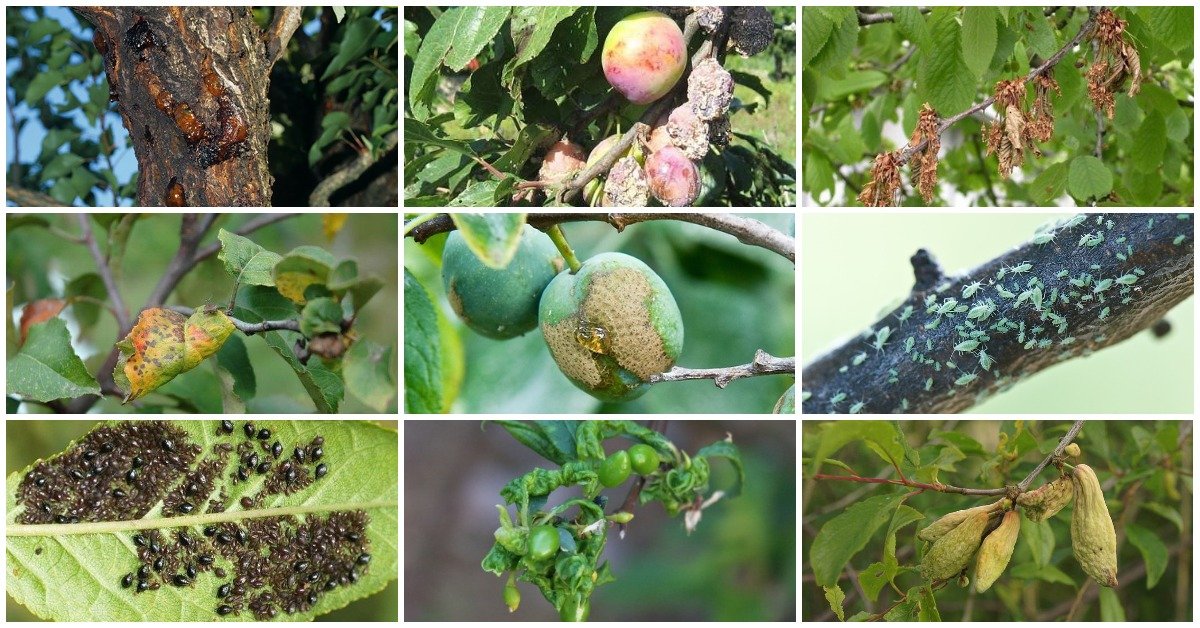 Вредители плодовых деревьев фото и борьба с ними фото