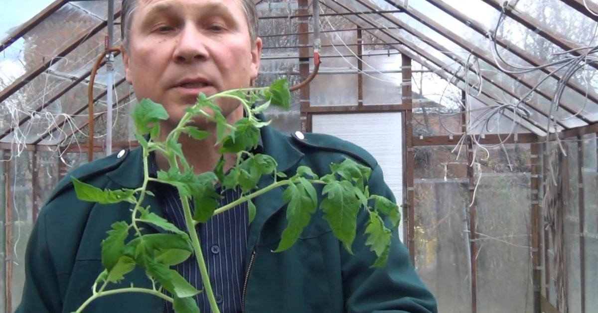 Посадка помидор лежа в теплице. Сажалка для рассады томатов. Огород ТВ. Посадка томатов лежа в теплице Рыкалина.