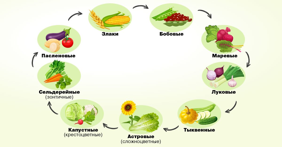 План севооборота на дачном участке