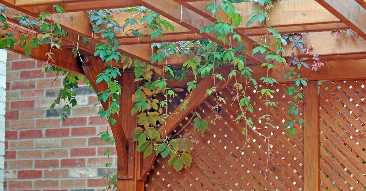 Виноград на шпалере фото в саду
