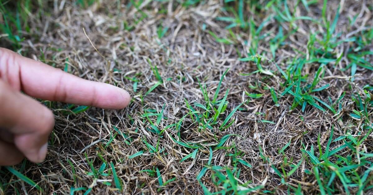 Проплешины на газоне: как подсеять его весной и восстановить после зимы? Причины и способы восстановления газонной травы
