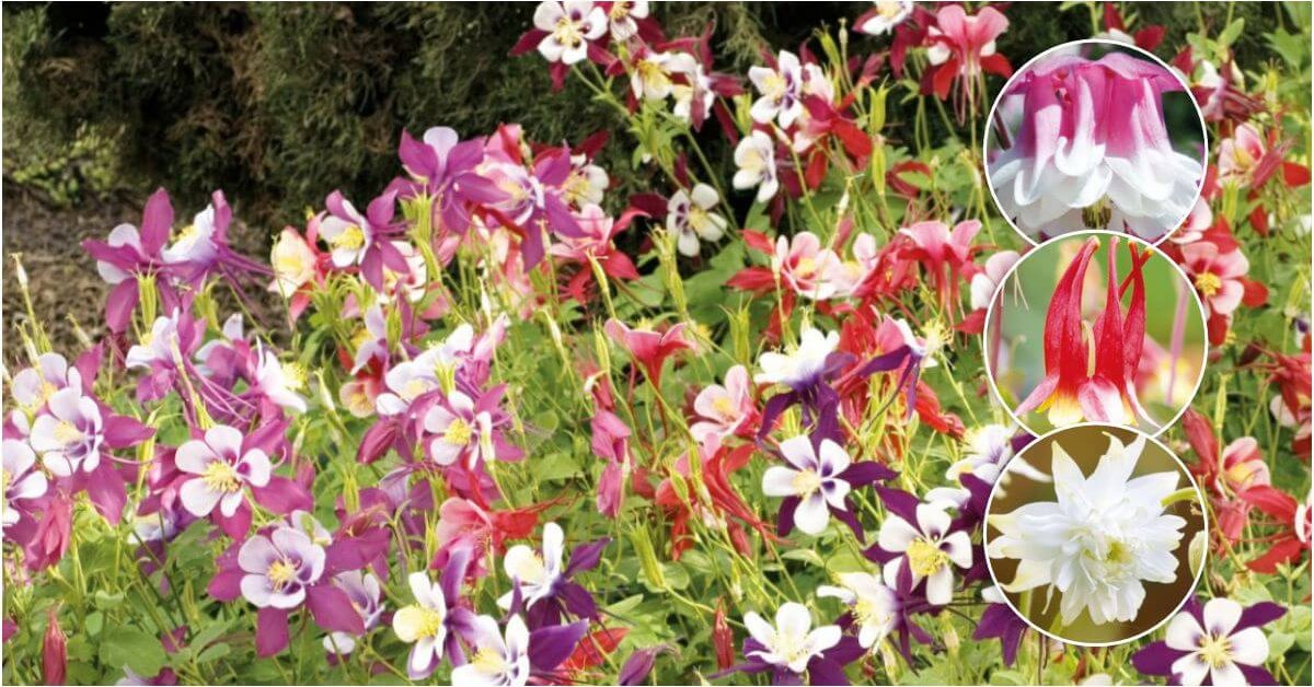 Огородные цветы с названиями и фото для сада