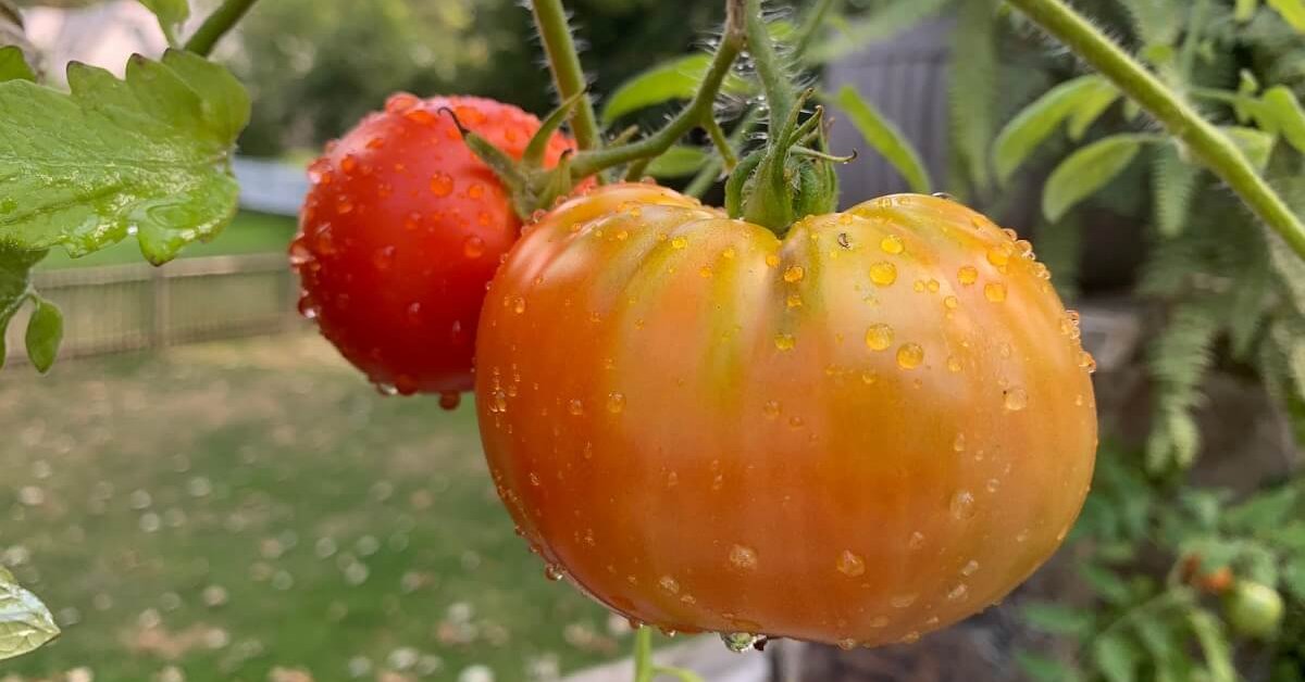 11 Luchshih Sortov Tomatov Dlya Teplicy I Otkrytogo Grunta Rejting Ot Nashih Chitatelej Na Gryadke Ogorod Ru