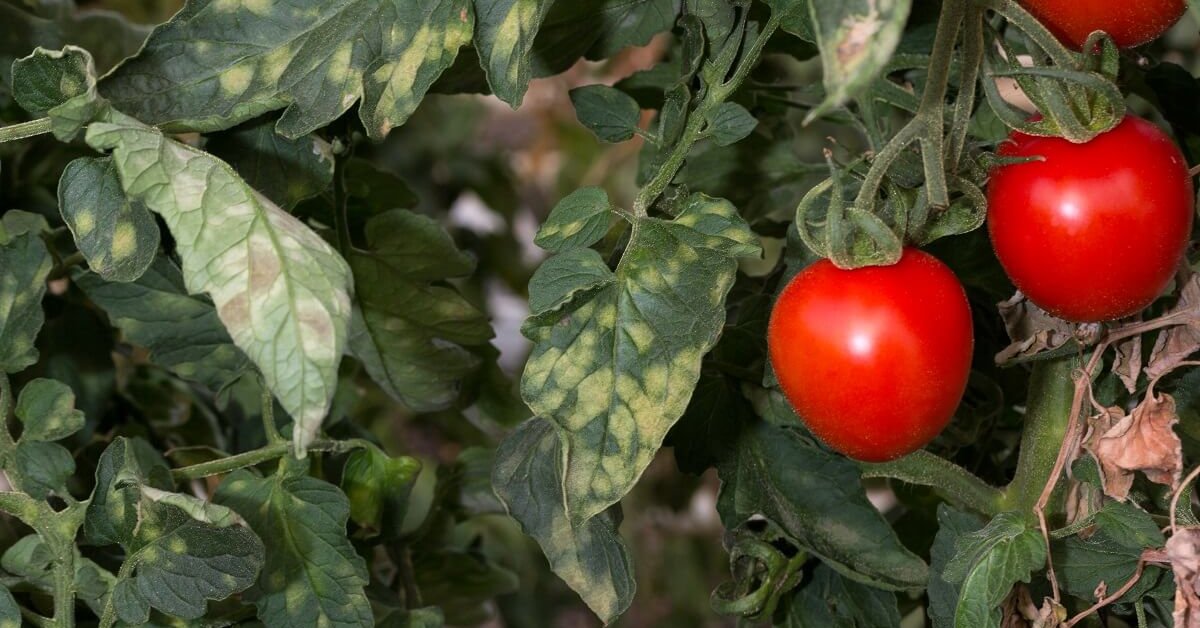 Почему томаты не краснеют в теплице из поликарбоната: причины и решения