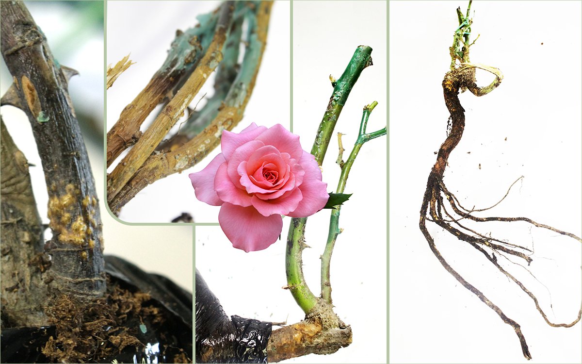 Саженцы роз (17 фото): как реанимировать их в коробках? Как выбрать саженец с открытой корневой системой? Советы для выращивания садовых роз