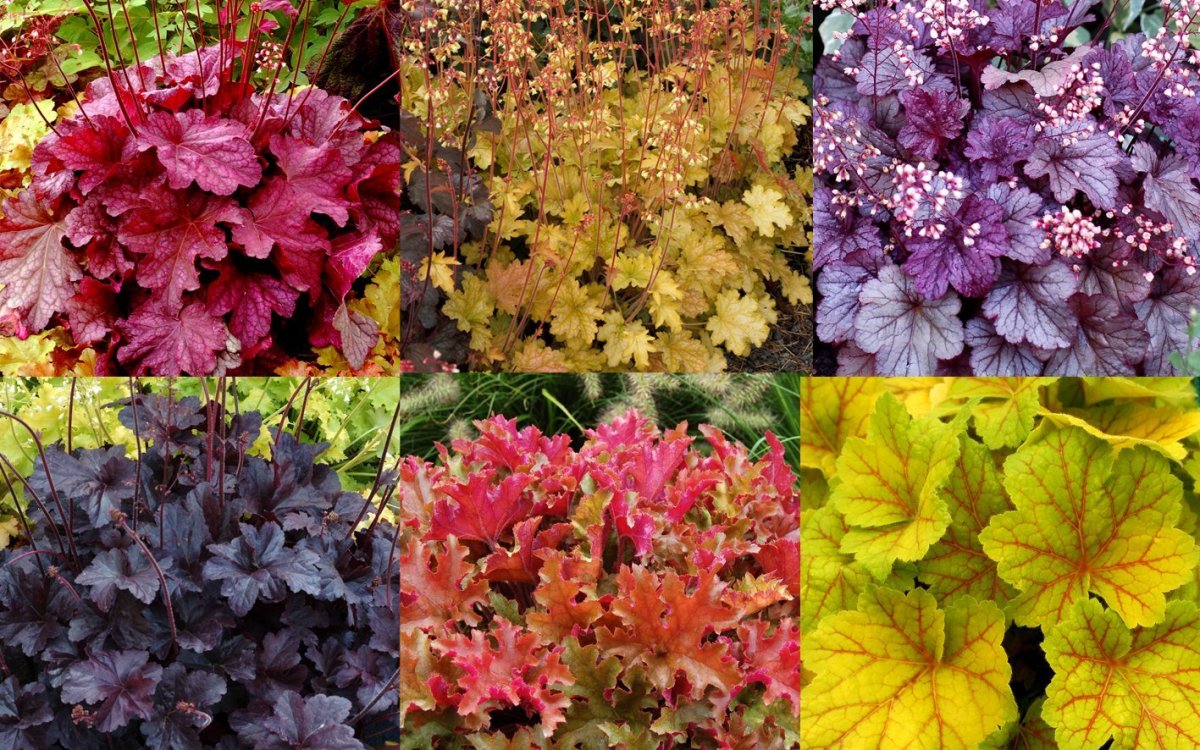 Многолетние цветы с бордовыми листьями фото и названия садовые