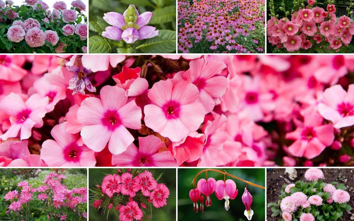 Цветы розового цвета названия и фото многолетники