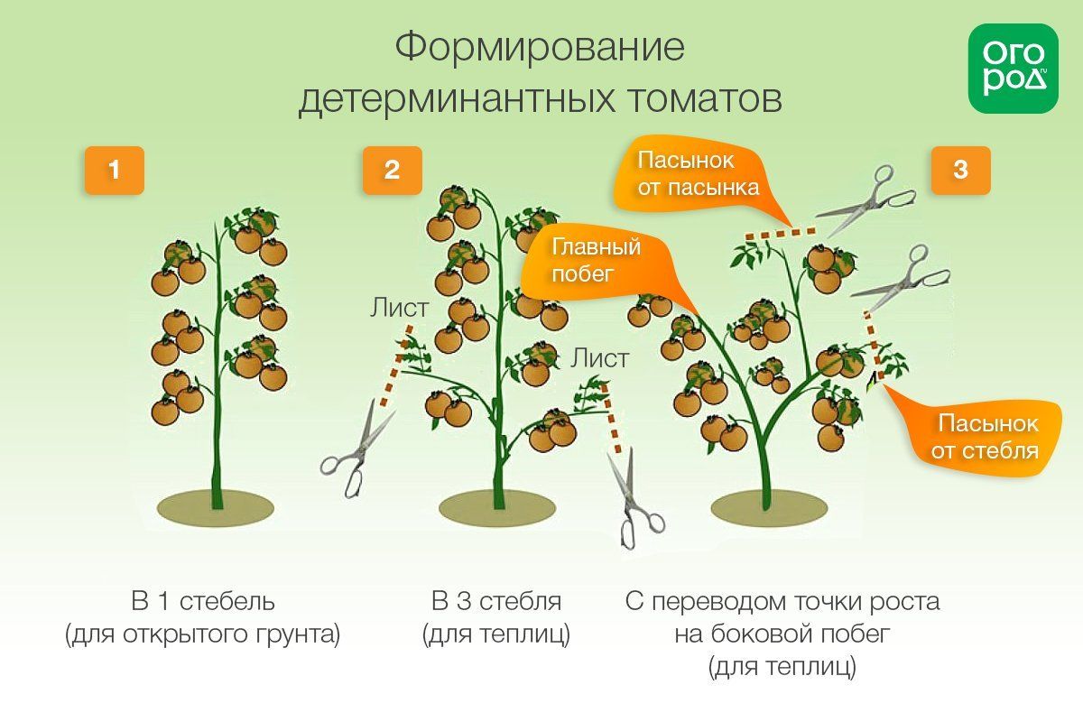 Томаты схема пасынкования