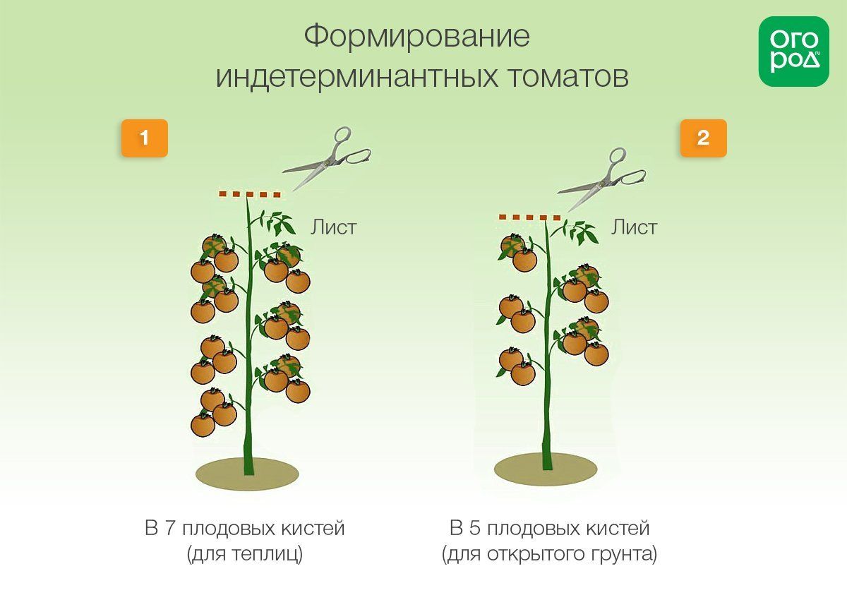 Схема роста помидора