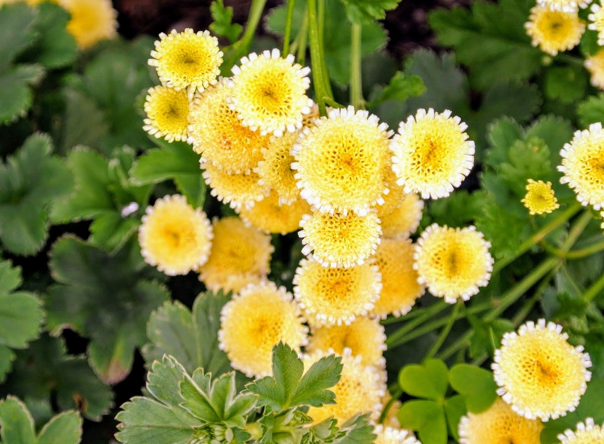 Однолетние желтые цветы фото с названиями