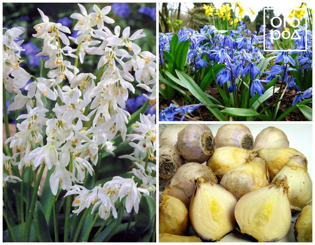 Разновидности луковичных цветов для сада фото и названия