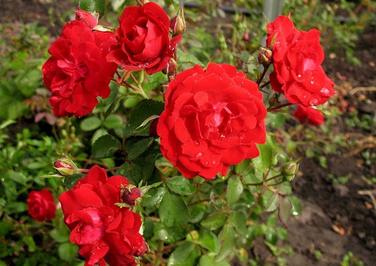 Канадская роза шамплейн фото и описание
