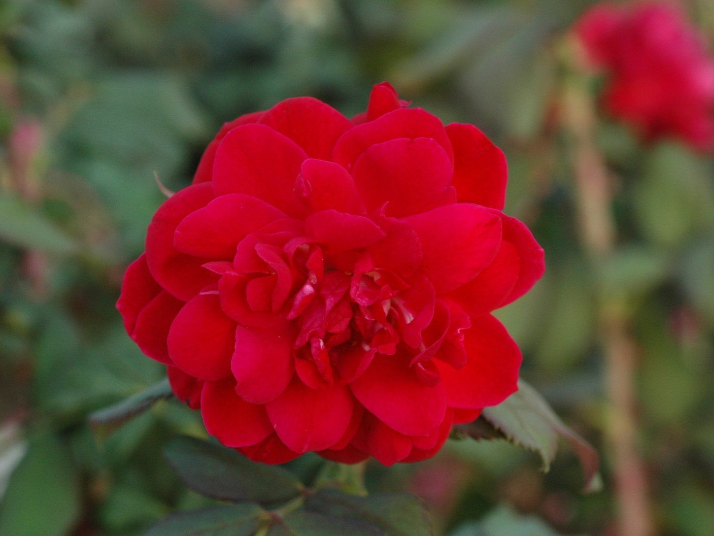 Роза канадская николас фото и описание