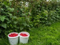 shutterstock.com: Как ухаживать за малиной после сбора урожая