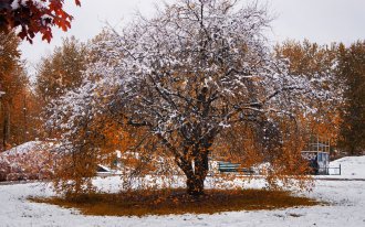 : Первый снег в саду