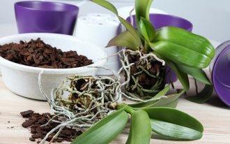 depositphotos.com: Orchids, lat. Phalaenopsis Cascade, prepared for changing bark