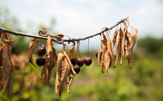 shutterstock.com: монилиальный ожог вишни