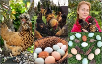 ogorod.ru / Александра Атрашевская: Какие куры несут цветные яйца