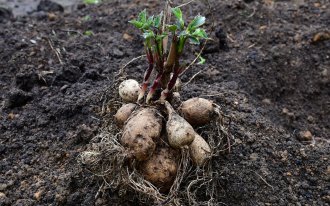 shutterstock.com/OlgaSolo: Клубень георгина со стеблями и листьями