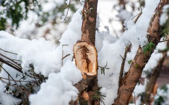 shutterstock.com/Srdjan Randjelovic: Сломанная зимним ветром ветка дерева