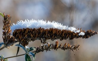 https://www.shutterstock.com/Keith Hider: обрезка кустарников зимой