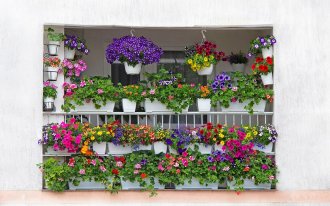 https://www.shutterstock.com/Tintila Corina: цветы на балконе
