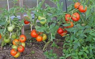Фото с сайта ogorod.ru Екатерина Горбаченок: устойчивые к кладоспориозу сорта гибриды томатов 