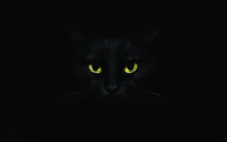 https://www.shutterstock.com/Watson images: черный кот