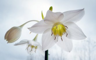 Фото с сайта shutterstock.com Anatoliy Berislavskiy: как вырастить эухарис в домашних условиях