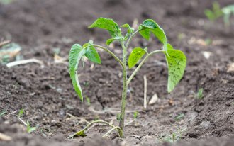 Фото с сайта shutterstock.com/Jane Nadezhina: черные пятна на рассаде причины