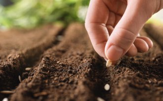 shutterstock.com/New Africa: На какую глубину сеять семена? Шпаргалка по основным овощам и цветам