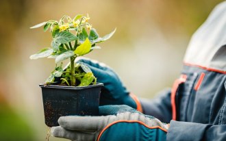 shutterstock.com / Fuss Sergey: Рассада зацвела до высадки