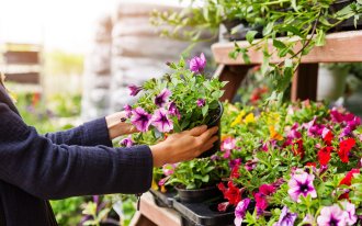 shutterstock.com/ronstik: Рассада петунии в садовом центре