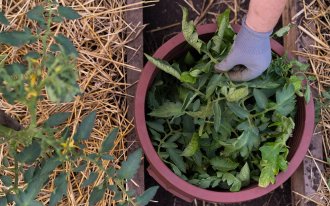 shutterstock.com/Uryupina Nadezhda: Удаление листьев на томатах