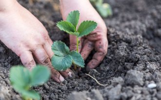 Фото с сайта shutterstock.com/ Bohdan Bohdan: Посадка клубники в августе: пошаговая инструкция