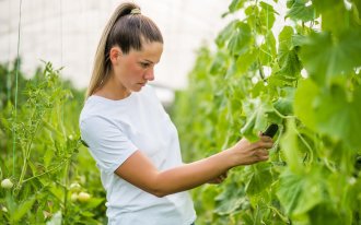 shutterstock.com/Mladen Mitrinovic: Урожай огурцов