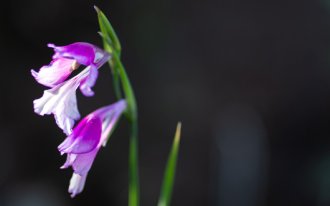 Фото с сайта shutterstock.com Keshishyan Avetis: зимостойкие гладиолусы сорта виды фото описание