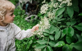 Фото с сайта shutterstock.com/Lipatova Maryna: бузина в саду