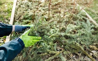 Фото: shutterstock.com / Mariana Serdynska: Как помочь кустам голубики перезимовать 