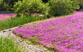 Декоративный пруд на участке дизайн фото