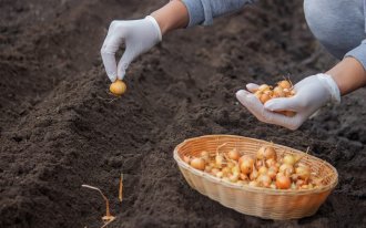 Декоративный пруд на участке дизайн фото