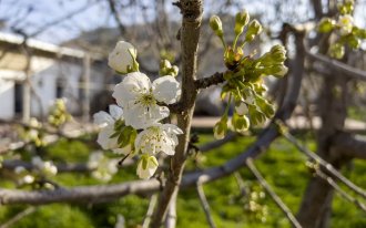 shutterstock.com / Oybek Ostanov: Как ухаживать за вишней весной