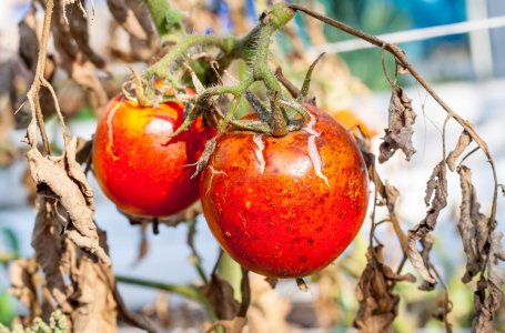 Почему гниют помидоры на кустах в теплице с кончика: причины и способы предотвращения
