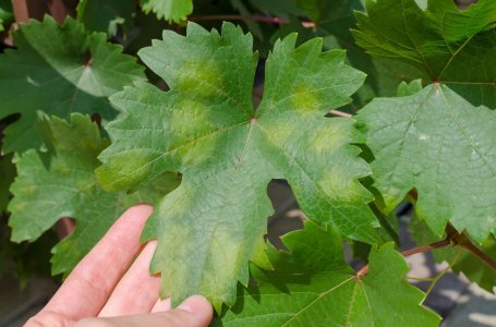 Почему листья винограда желтеют в июле и как исправить ситуацию